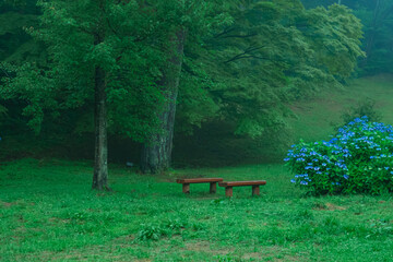 雨の日の幻想的な森林公園