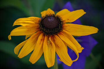 yellow flower on blue