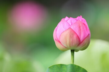 pink tulip flower