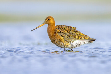 Black Tailed Godwit with Bright Background
