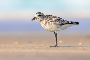 Black-bellied plover on beach