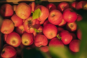 apples on the market. apple harvest.
ripe apples in a box. apples close up
