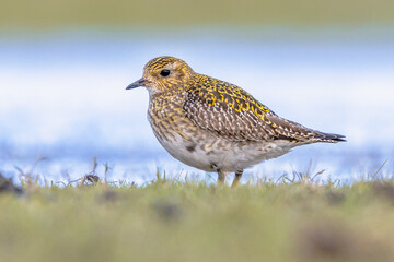 European golden plover resting in wetland