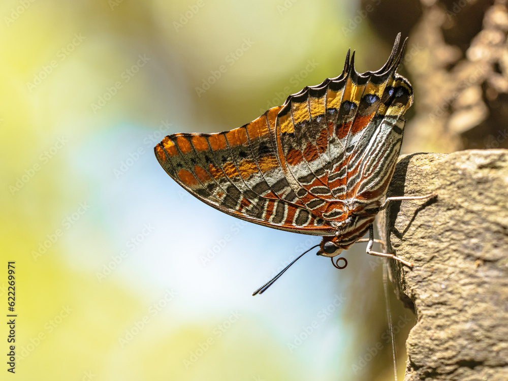 Sticker pasha beautiful butterfly on trunk