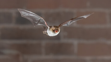 Natterers bat flying frontal view