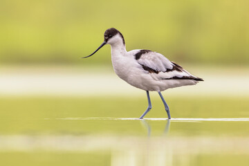 Pied avocet foraging in shallow water - obrazy, fototapety, plakaty