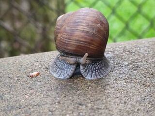 Big snail walk