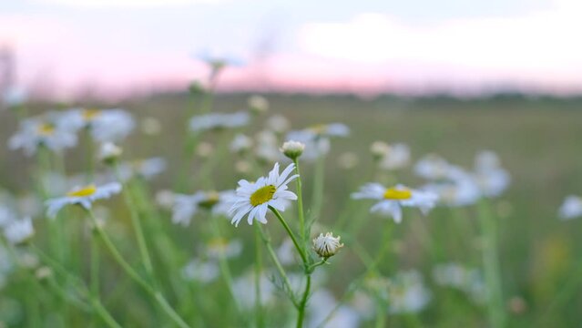 Camera move through Chamomile flowers field at sunset evening. Camomile in the nature.  