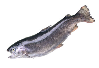 Fish trout isolated 
