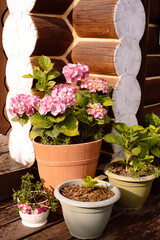 Pink large flowers peonies in a pot on the porch in the garden in summer at sunset in the evening
