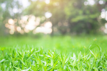 green grass blur background with the morning sun