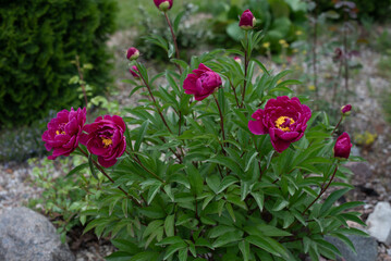 A beautiful healthy large rose bush of large flowers in a green garden in the village in summer