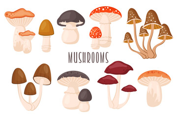 Set of forest mushrooms isolated. Collection of Autumn raw edible and toxic fungus. Porcini, chanterelle, fly agaric, toadstool. Fall seasonal harvest. Vector cartoon illustration