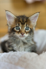 Portrait eines Maine Coon Kitten