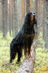 Obraz premium Full length portrait of a Gordon Setter in a pine forest
