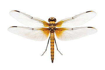 Dragonfly Insect Bug on Transparent Background. Generative AI
