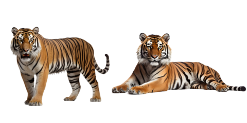 Tiger on transparent background PNG