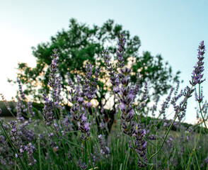 Fototapeta premium lavender field in region