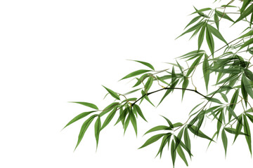 Dark Green Bamboo Leaves: Ornamental Forest Garden, Isolated on Transparent Background. Generative AI