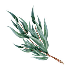 Australian eucalyptus bouquet of branches botanical illustration isolated on white background. Hand drawn watercolor twig of medicinal plant clipart with long leaves © Elena Malgina