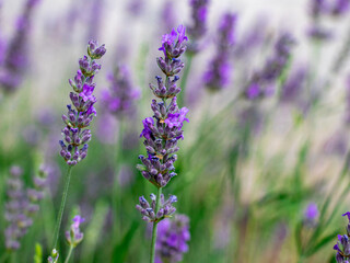 lavender flowers in region