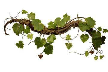 Grape Leaves Vine Hanging Branch, Grapevine, Isolated on Transparent Background. Generative AI - obrazy, fototapety, plakaty
