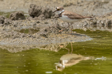Little ringed plover standing in the mud looking for food