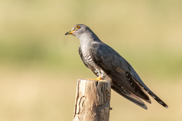 A cuckoo perched on a fence pole