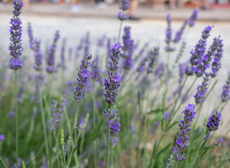 lavender field in region