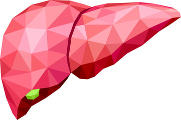 polygonal art of human liver design. Abstract anatomy organ. World Hepatitis Day.