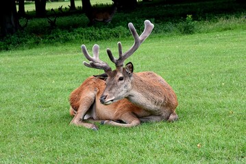 Naklejka na ściany i meble Deer with velvet on its antlers lying on the grass.