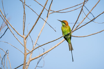 Green Bee-Eater, Little Green bee-eater, Merops Orientalis