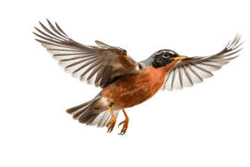 Fototapeten Isolated American Robin Bird In Flight Macro .Generative AI © AIstudio1
