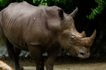 Rhinoceros - Diceros bicornis, iconic African mammal