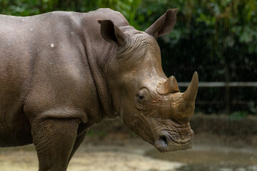 Fototapeta premium White rhino or square-lipped rhinoceros, Ceratotherium simum.