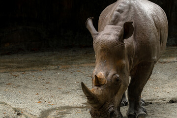 A close up photo of an endangered white rhino, rhinoceros face