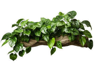 ungle Tree Trunk Climbing Philodendron, Philodendron, Isolated on Transparent Background. Generative AI