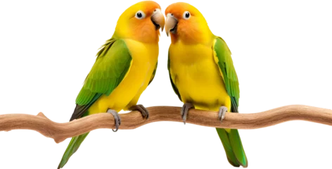 Gordijnen Cute Agapornis parrot birds, in love, isolated on transparent background © John