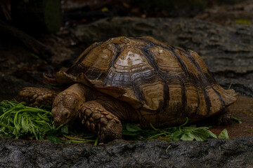 The African spurred tortoise, also called the sulcata tortoise