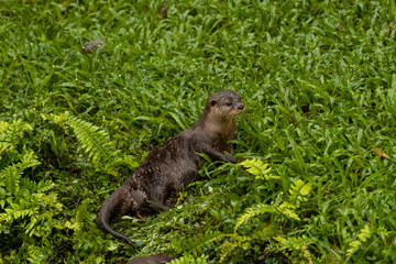 Close up Asian Short Clawed Otter Amblonyx cinerea