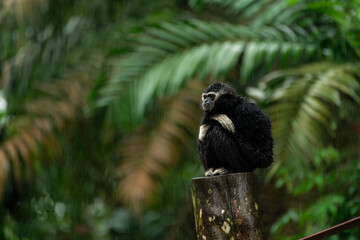 A white handed Gibbon sitting a branch under the rain. It looks sad