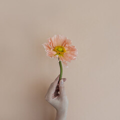 Women hand holding peachy poppy flower on neutral tan beige background. Minimal stylish still life...