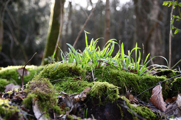 Grasses and moss in the morning sun on the forest