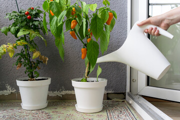 A woman watering a home garden grown on a balcony terrace at home
