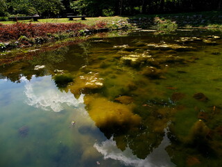 モヤっとしている水草の生えた池
