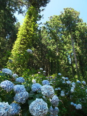 日光を浴びる白と青の紫陽花
