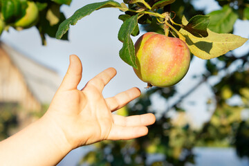 Child reaching for apple