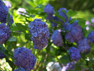淡い紫色の紫陽花
