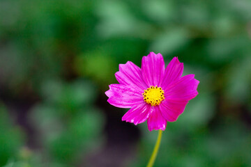 Fototapeta premium Cosmos bipinnatus commonly called garden cosmos is a flowering herbaceous plant in the daisy family Asteraceae with water drops