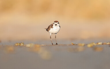 Red-capped plover standing in the sand at the beach